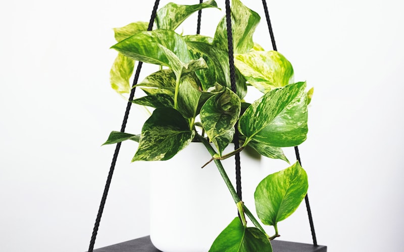 世界杯精彩回放集锦，球迷欢呼庆祝